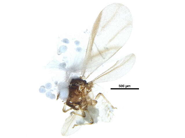 Image of Phylloxera caryaecaulis (Fitch 1855)