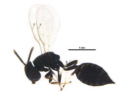 Image of <i>Lyrcus nigroaeneus</i>