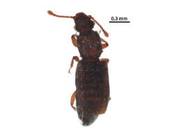 Image of small flattened bark beetles