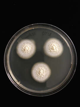 Слика од Basidioascus undulatus Matsush. 2003