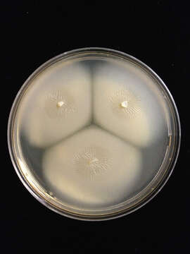 Слика од Basidioascus magus H. D. T. Nguyen, N. L. Nick. & Seifert 2013