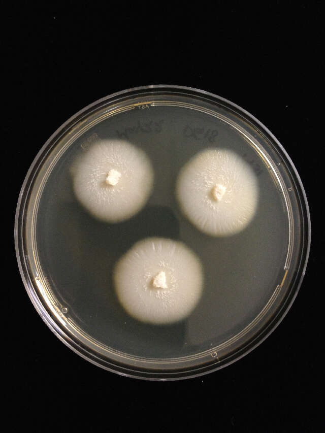 Image of Basidioascus magus H. D. T. Nguyen, N. L. Nick. & Seifert 2013