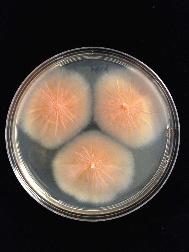 Image of Geminibasidium donsium H. D. T. Nguyen, N. L. Nick. & Seifert 2013