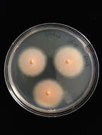 Image of Geminibasidium hirsutum H. D. T. Nguyen, N. L. Nick. & Seifert 2013