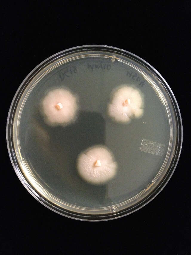 Image of Geminibasidium hirsutum H. D. T. Nguyen, N. L. Nick. & Seifert 2013