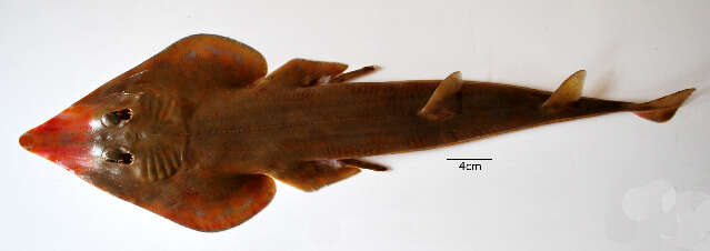 Image of guitarfishes