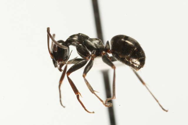 Image of Negro ant