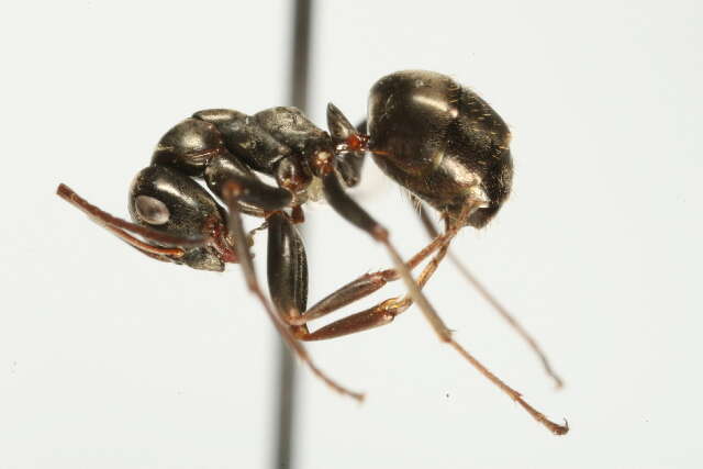 Image of Negro ant