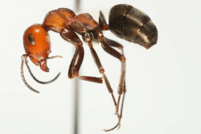 Image of Thatching ant