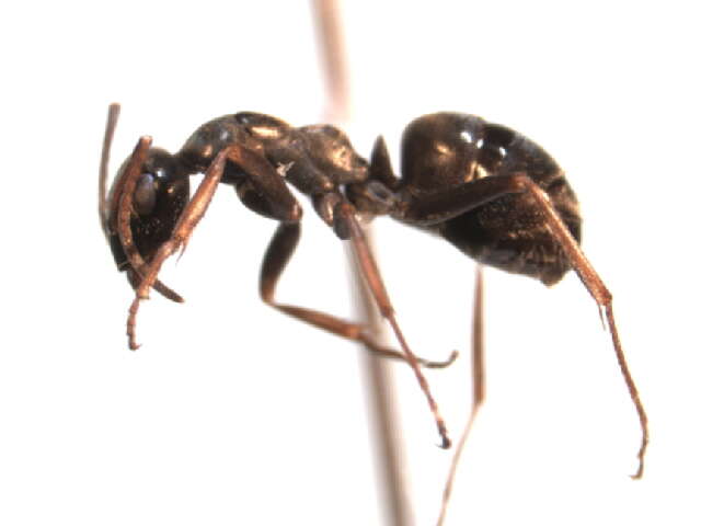 Image of Negro ant