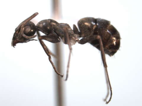 Image of Negro ant