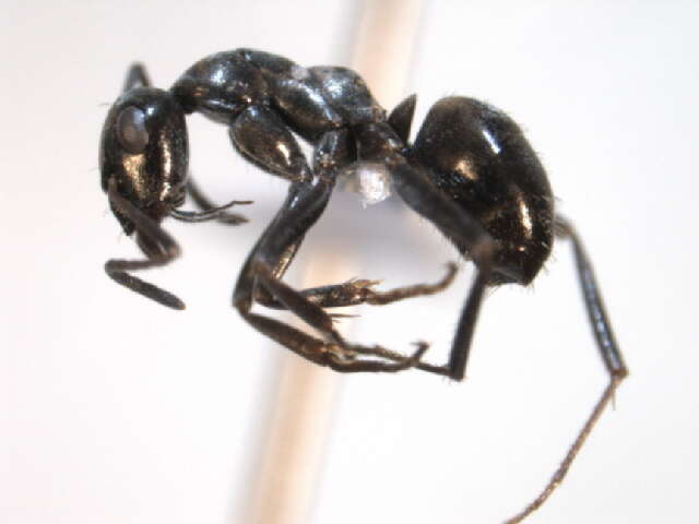 Image of Negro ant