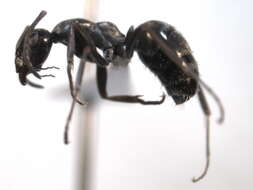 Image of Negro ant