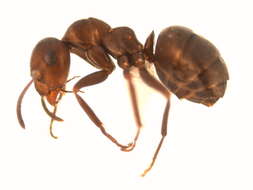 Image of Thatching ant