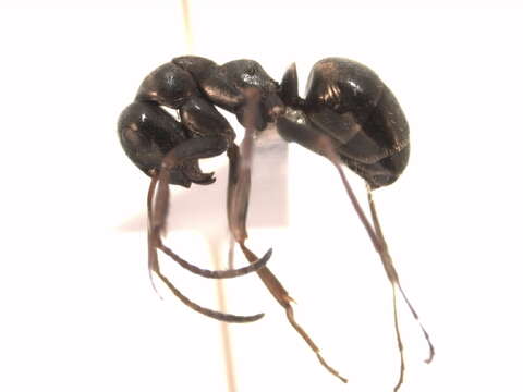 Image of Negro ant