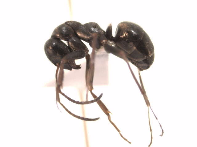 Image of Negro ant