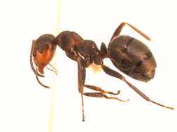 Image of Thatching ant