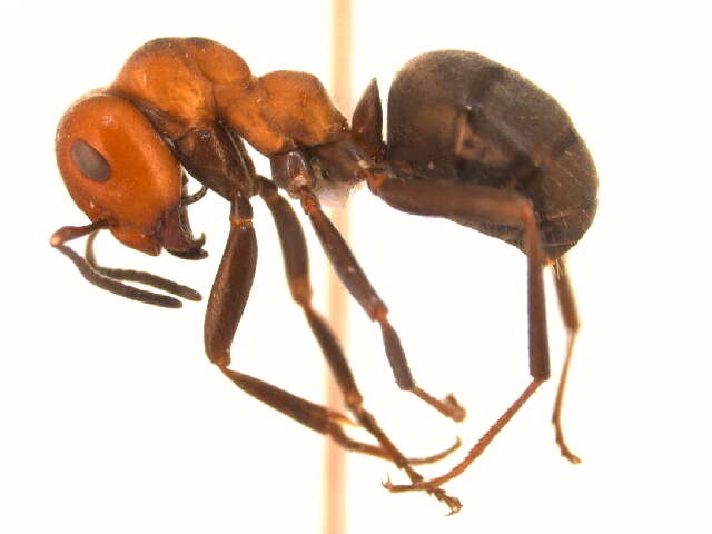 Image of Thatching ant