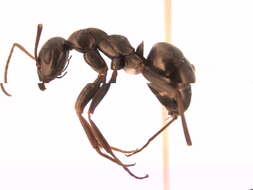 Image of Negro ant