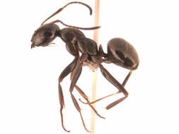 Image of Negro ant