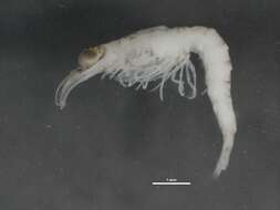 Image of Mysis gaspensis O. Tattersall 1954