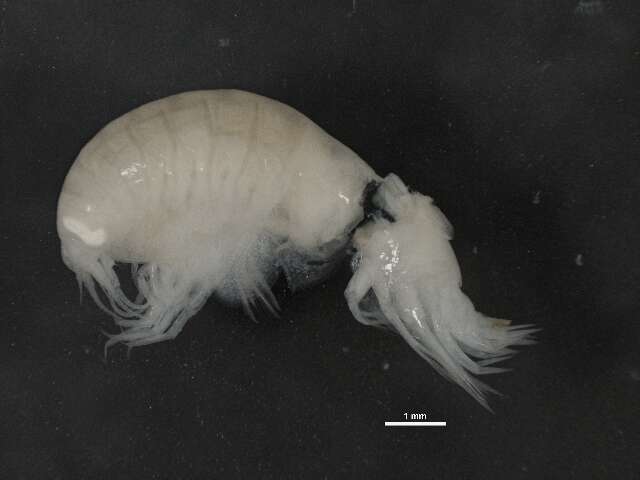 Image of Lysianassidae Dana 1849