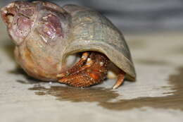 Image of acadian hermit crab