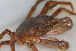 Image of Great spider crab