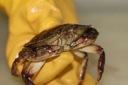 Image of Atlantic Rock Crab