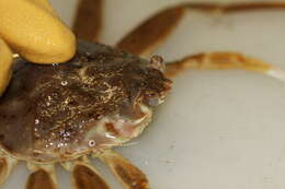 Image of Snow Crab