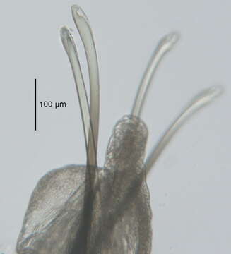 Image de Scoletoma fragilis (O. F. Müller 1776)