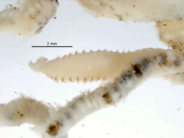 Image of Leitoscoloplos pugettensis (Pettibone 1957)