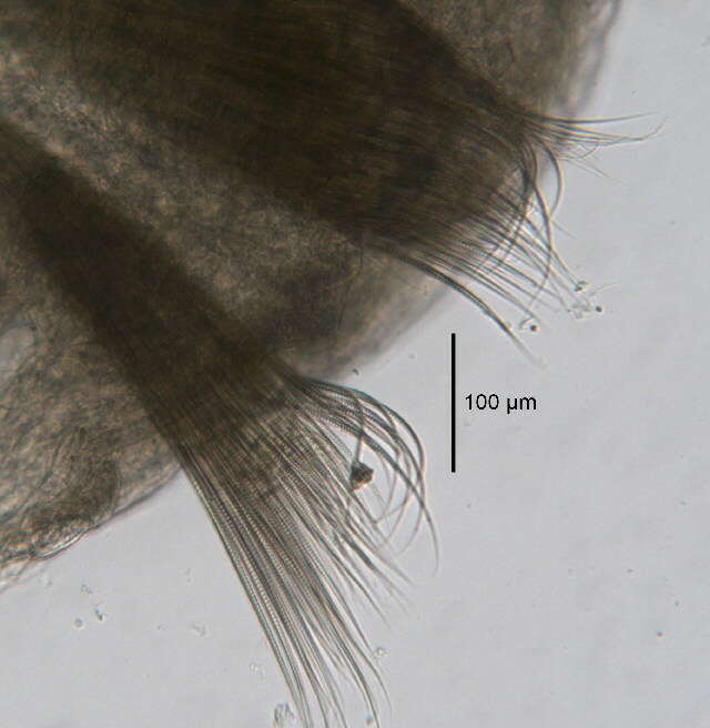 Image of Leitoscoloplos pugettensis (Pettibone 1957)