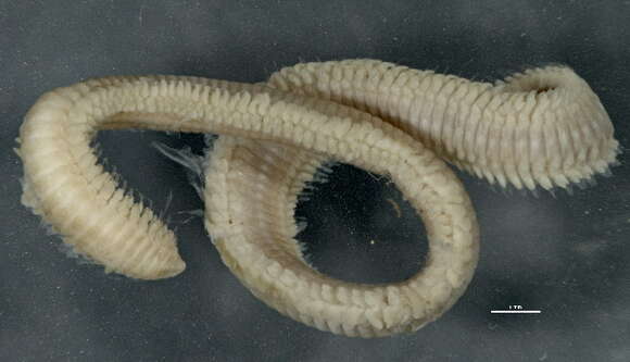 Image of paddleworm