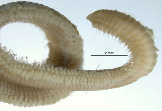 Image of paddleworm