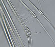 Image of paddleworm