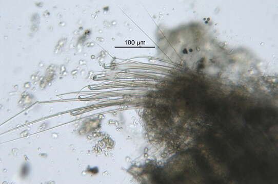 صورة Laonice cirrata (M. Sars 1851)