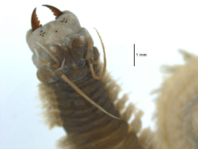 Image of Clam Worm