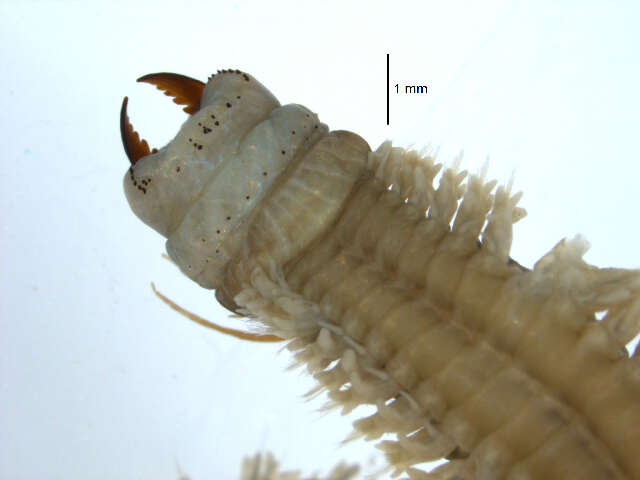 Image of Clam Worm