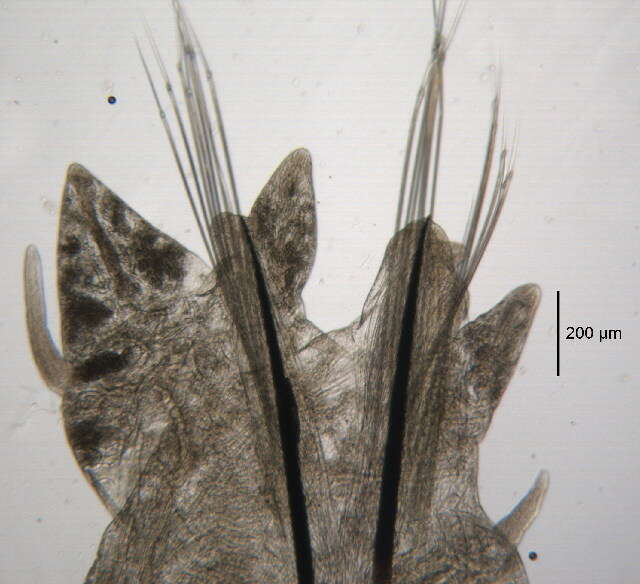 Image de Alitta virens (M. Sars 1835)