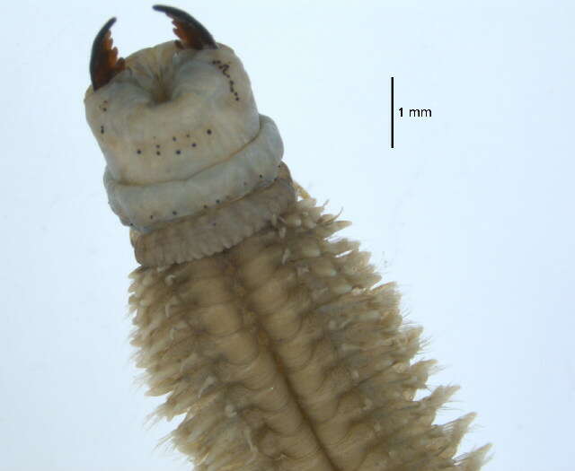 Image of Clam Worm