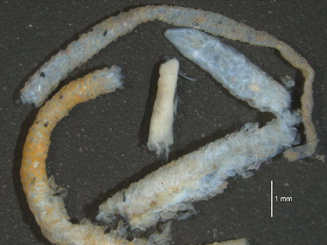 Image of Spindle-shaped Tubeworm