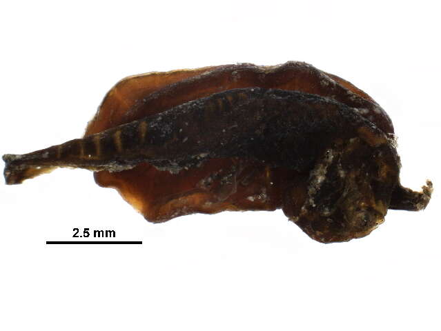 Image of Heteronemertea