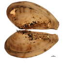 Image of Common nut clam