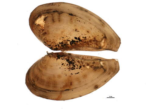 Image of Common nut clam