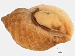 Image of Dog whelk