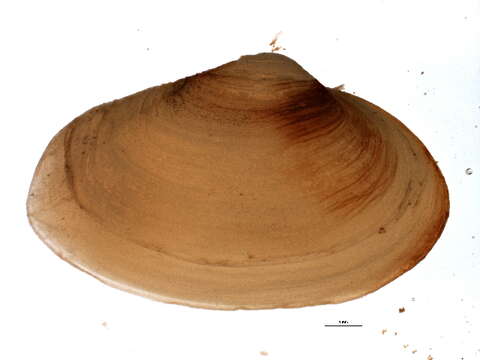 Image of Soft shelled clam