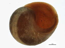 Image of Flat periwinkle