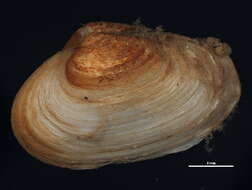 Image of Soft shelled clam