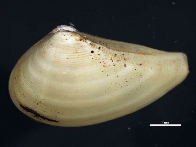 Image of Common nut clam